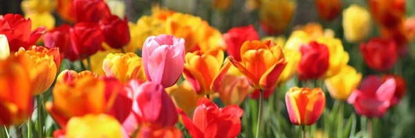 Red or Blue it's up to you 🌹🌹