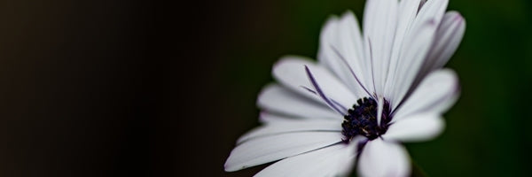 Simply Striking as Black and Whiteš¤š¤