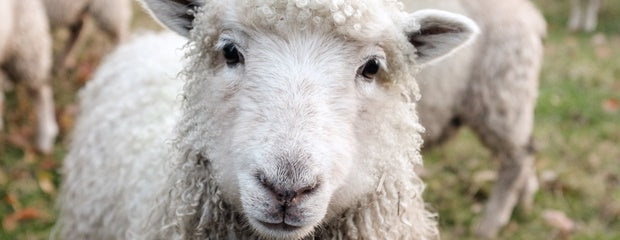 27 million sheep can't be wrong