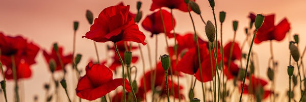 Week of remembrance ❤️🌹